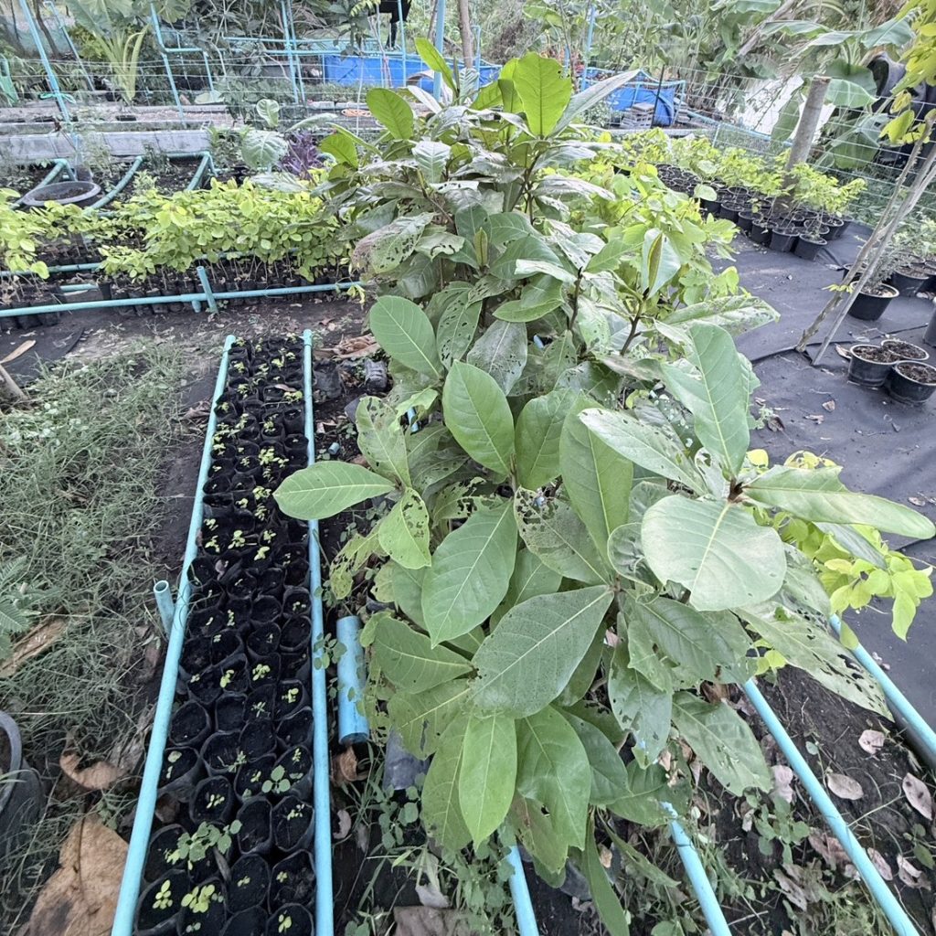 น้ำยาเร่งราก โกรว์รูธ จี-วัน (Growroot G-1)