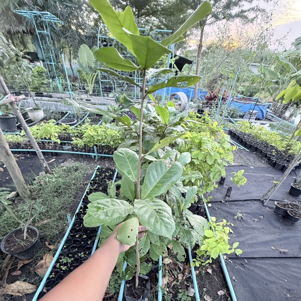 น้ำยาเร่งราก โกรว์รูธ จี-วัน (Growroot G-1)