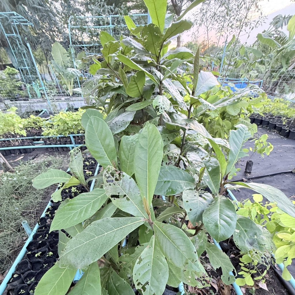 น้ำยาเร่งราก โกรว์รูธ จี-วัน (Growroot G-1)