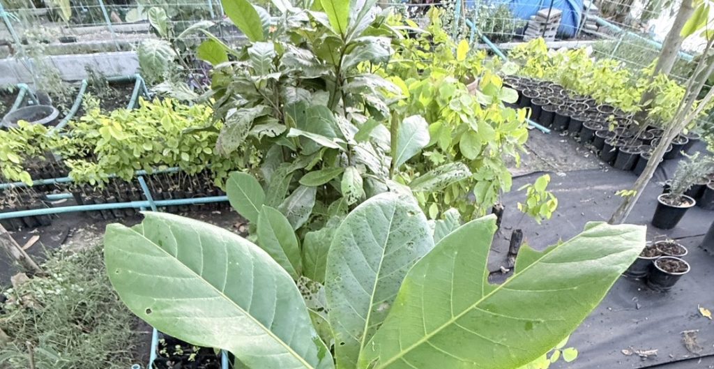 น้ำยาเร่งราก โกรว์รูธ จี-วัน (Growroot G-1)