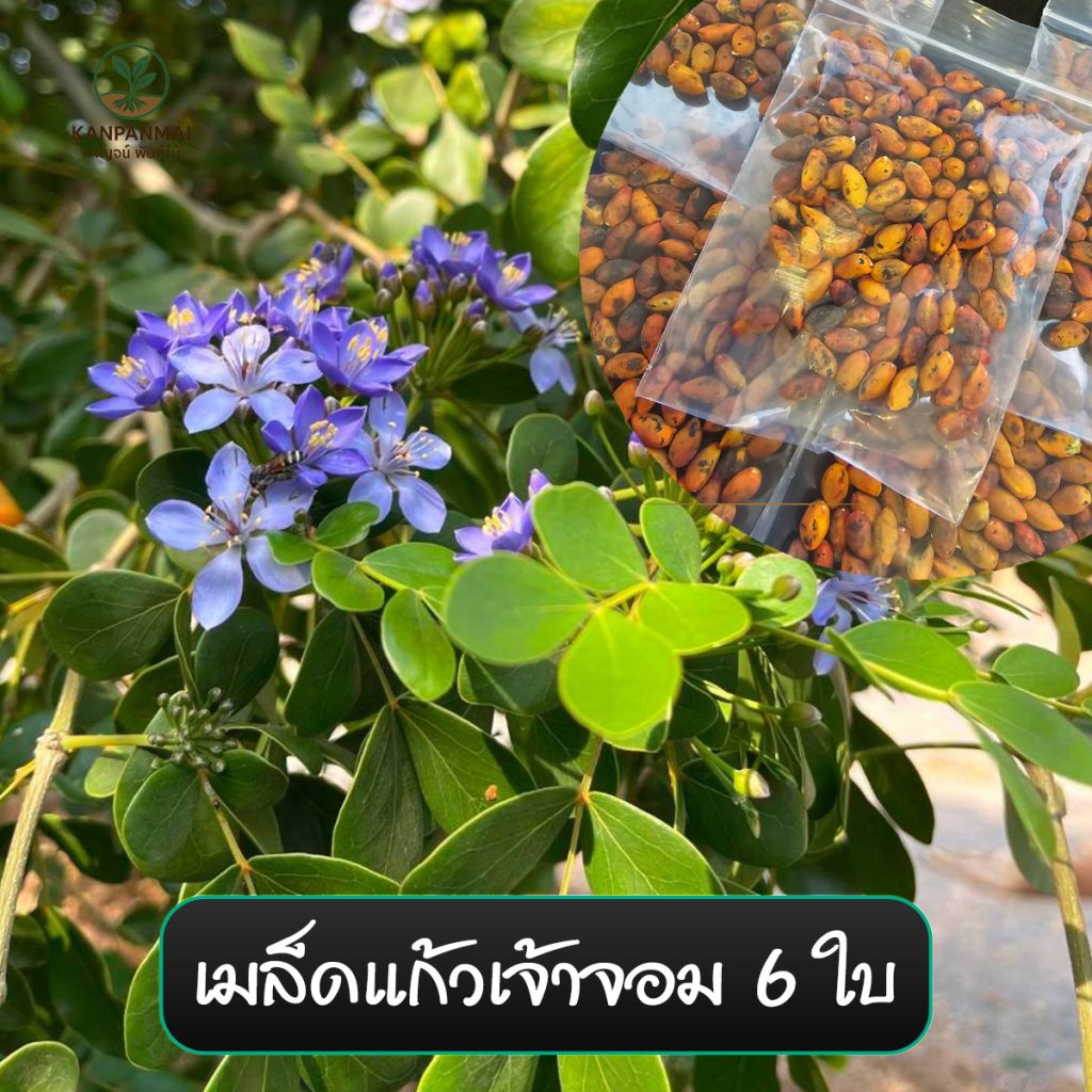 น้ำยาเร่งราก โกรว์รูธ จี-วัน (Growroot G-1)
